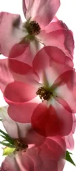 Alice Rose Trio, 2014, (digitalt fotogram, digitalt originaltrykk)